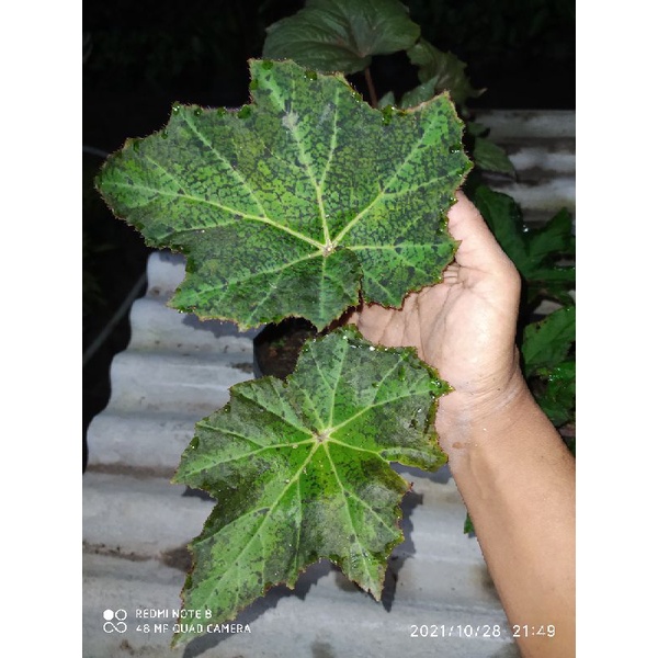 begonia daun abstrak