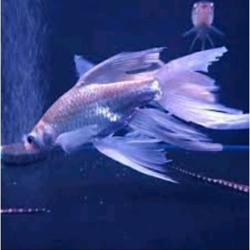 

ikan kaviat slayer