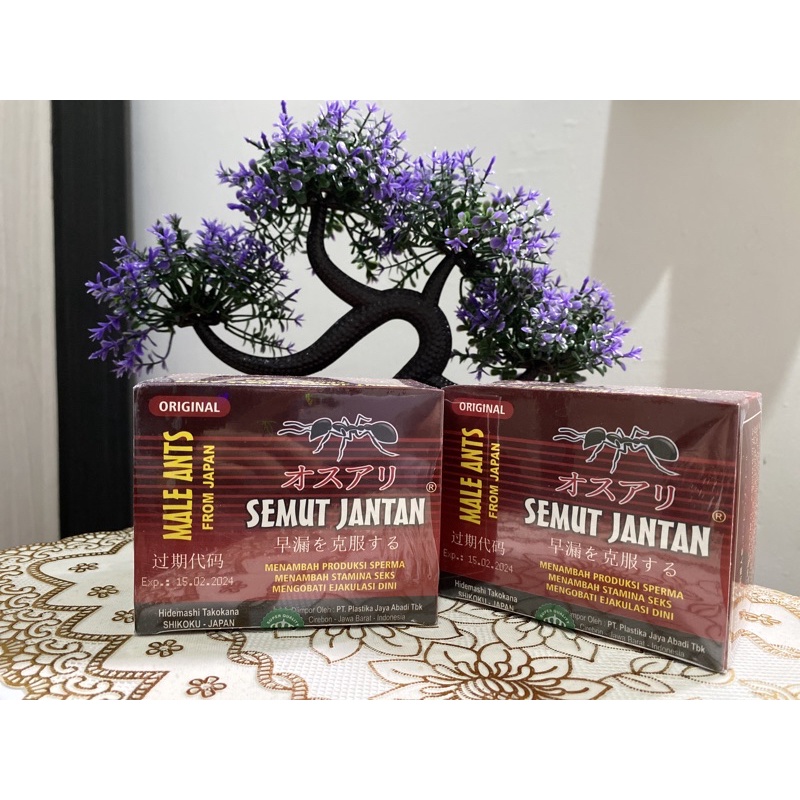 SEMUT JANTAN ORIGINAL