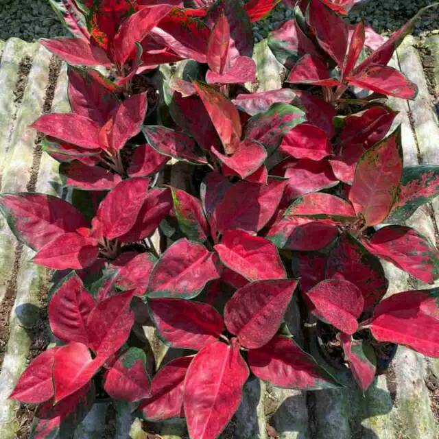 Suksom jaipong stang panjang