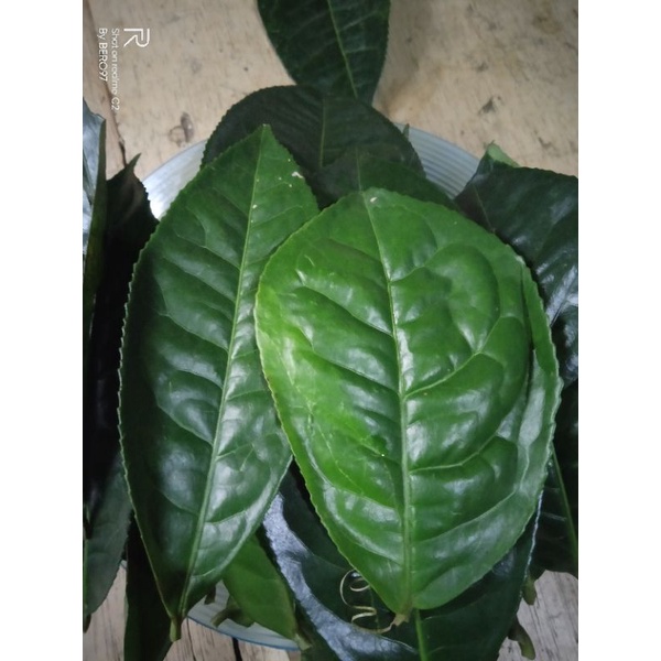 daun teh hijau segar 1kg