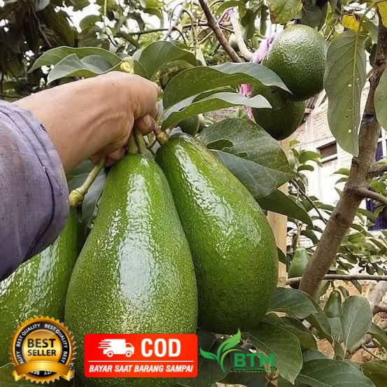 Bibit Alpukat Aligator Jumbo / Bibit Tanaman Alpukat Aligator Super Jumbo