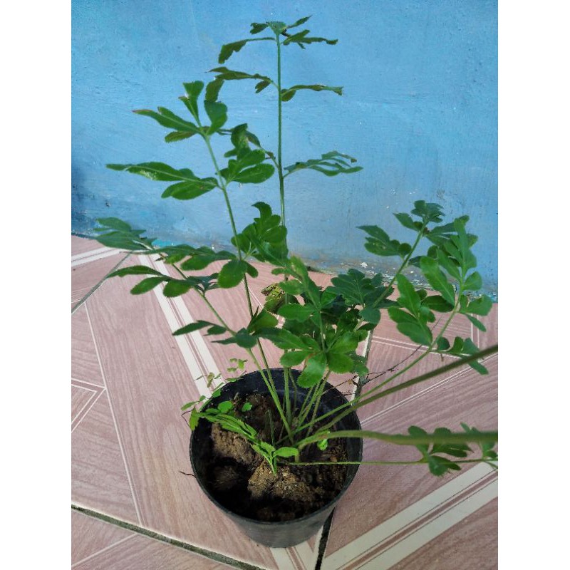 tanaman hias pakis suplir/pakis unik langka