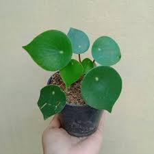 Tanaman hias Peperomia polybotria / paperomia raindrop - Bibit tanaman hias hidup