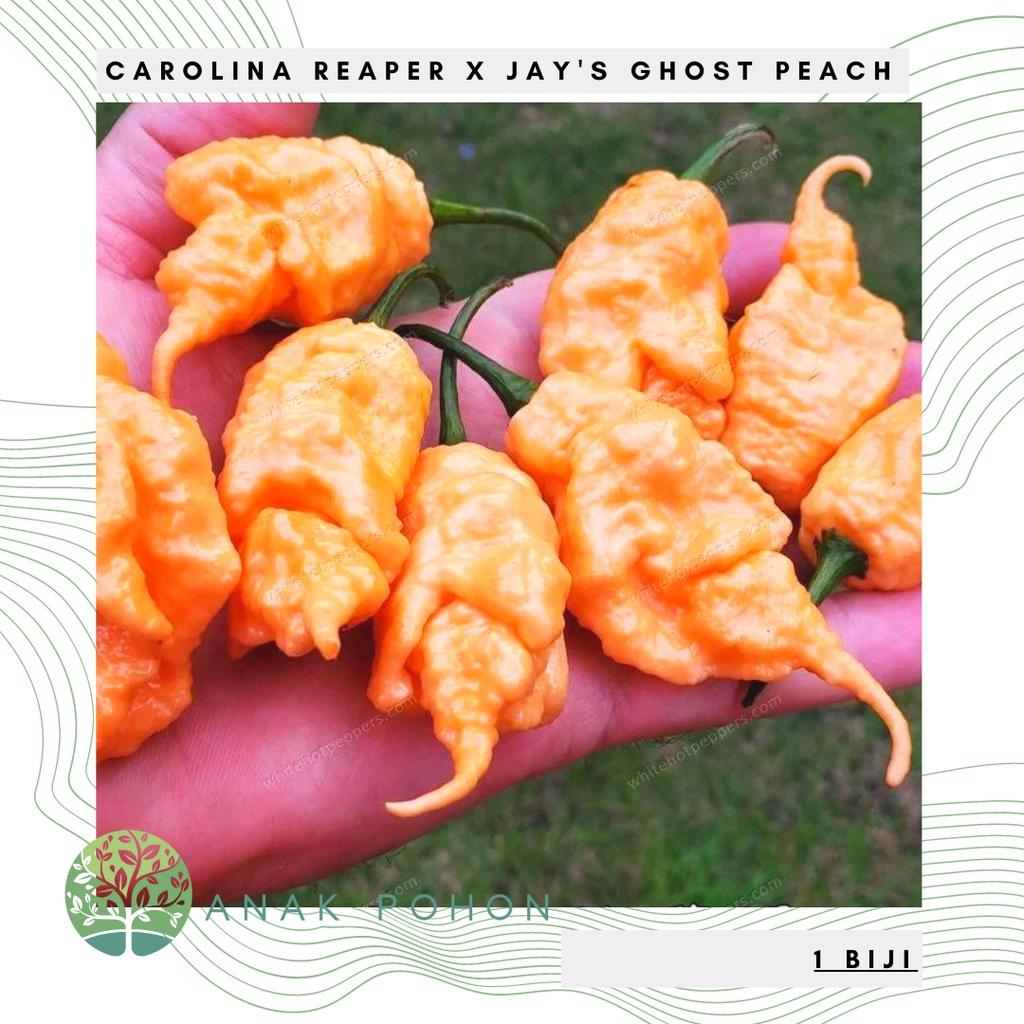 Benih Bibit Biji - Cabai Carolina Reaper x Jay's Ghost Peach Pepper Seeds