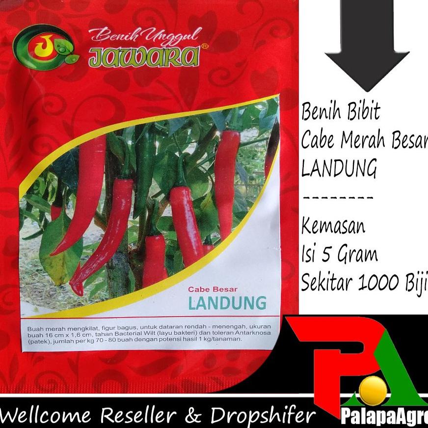 Cod - Bibit Cabe Merah Besar Landung 5Gram - Benih Cabe Merah Besar Super