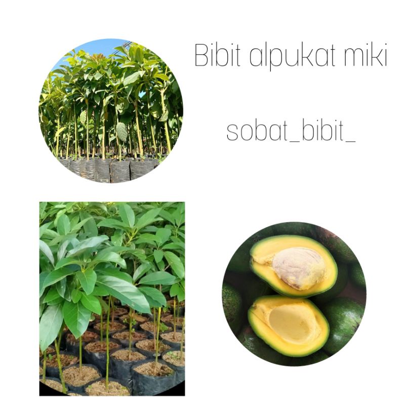 Bibit Alpukat Mikii Okulasi Cepat Berbuah Bisa DiTabulampot Super Unggul