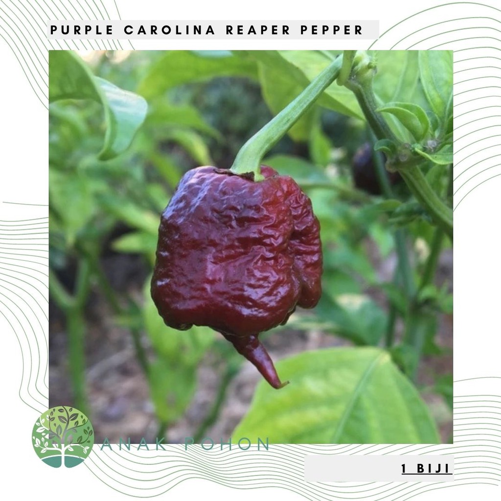 Benih Bibit Biji - Cabai Purple Carolina Reaper Ungu Chili Pepper Seeds