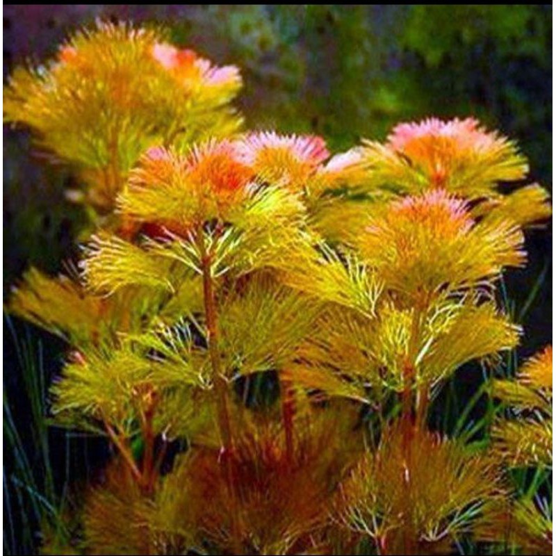 cabomba red tanaman aquascape