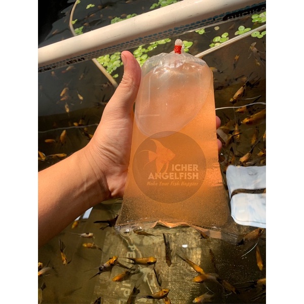 ARTEMIA HIDUP / ARTEMIA TETAS UNTUK BURAYAK DAN IKAN GUPPY / IKAN KECIL