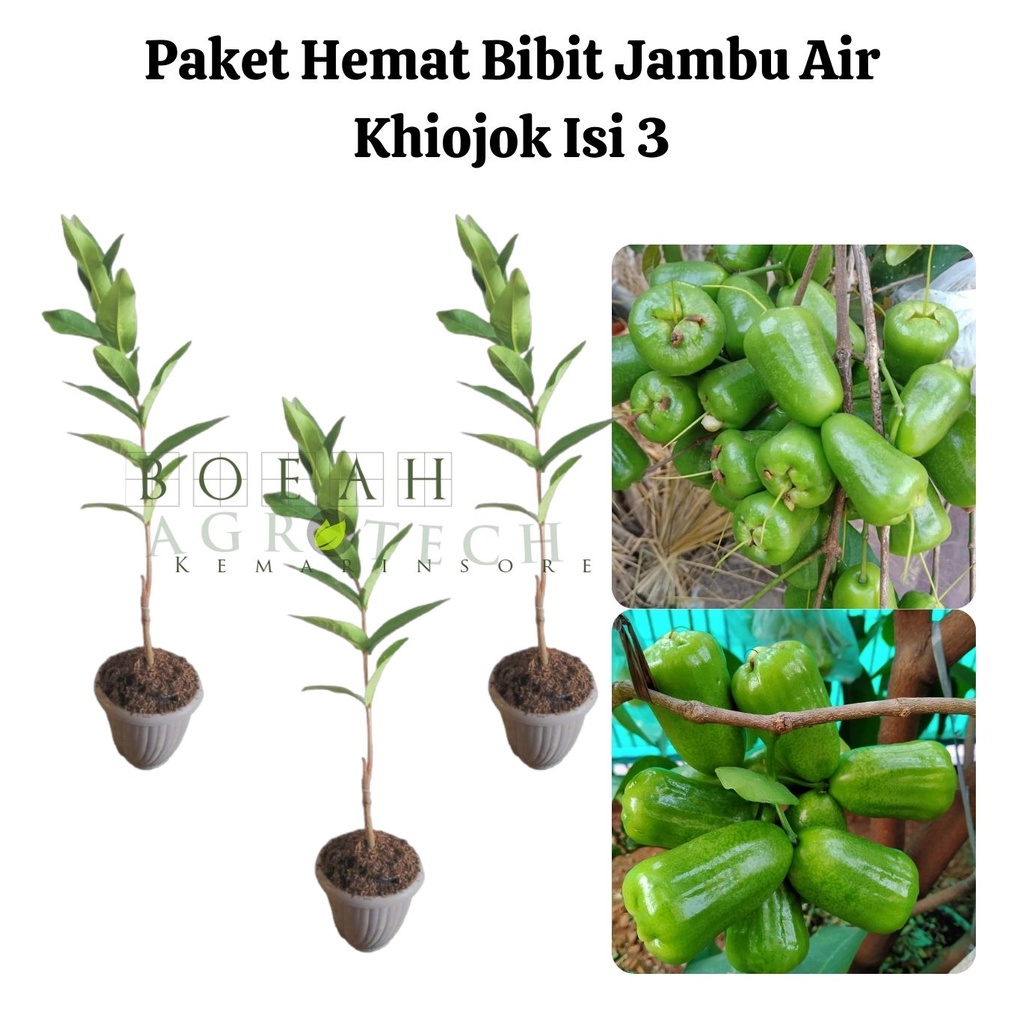 Paket Hemat Bibit Jambu Air Khiojok Isi 3 Bonus Bibit Strawberry+Polibag