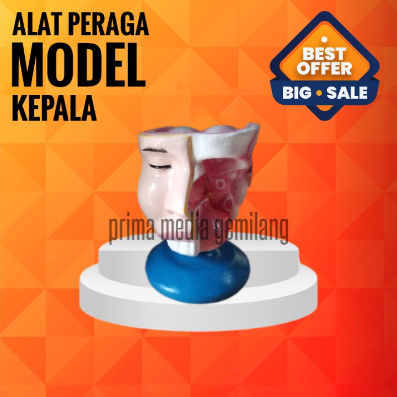 

PROMO DIEL/Torso Kepala/Model Kepala/Alat Peraga Pendidikan
