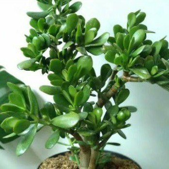 crassula ovata / jade plant / varigata