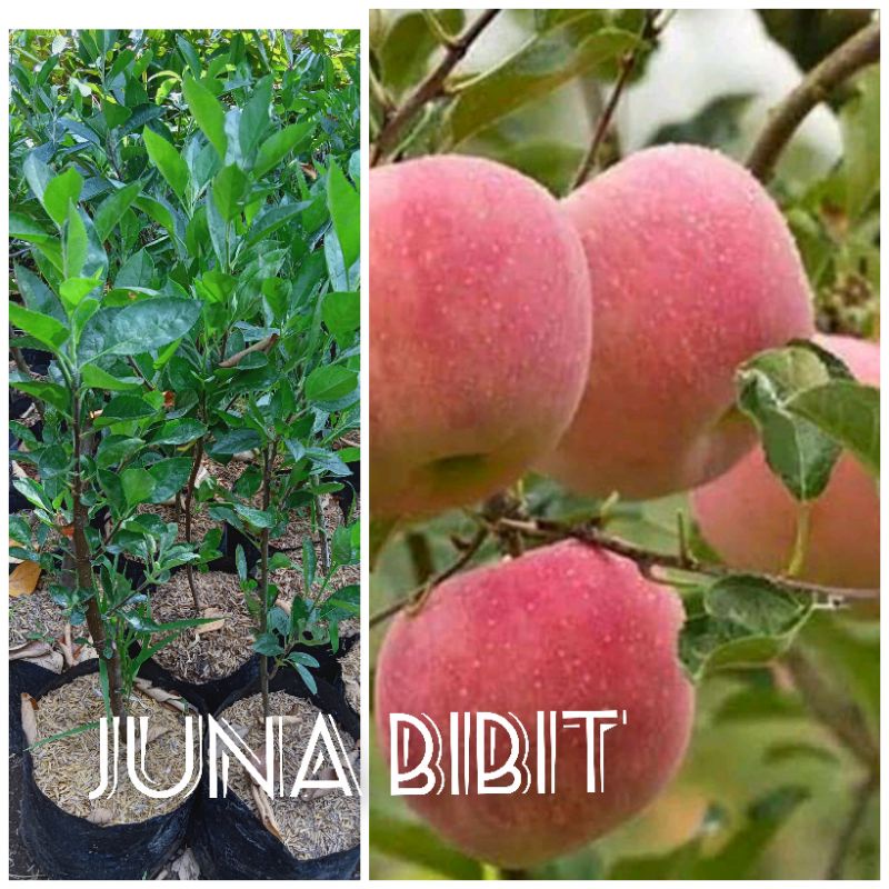 Obral bibit buah apel fuji cangkok.