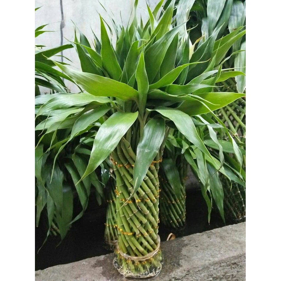 Paket lucky bamboo / bambu hoki model silinder with vas keramik