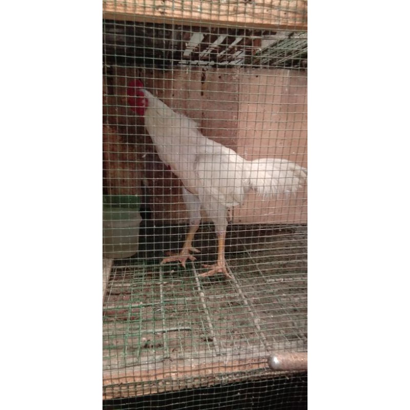 ayam.putih.mulus.jago