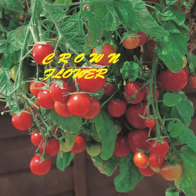 

Ini Benih Tomat Tumbling Tom Red F1 Fothergills