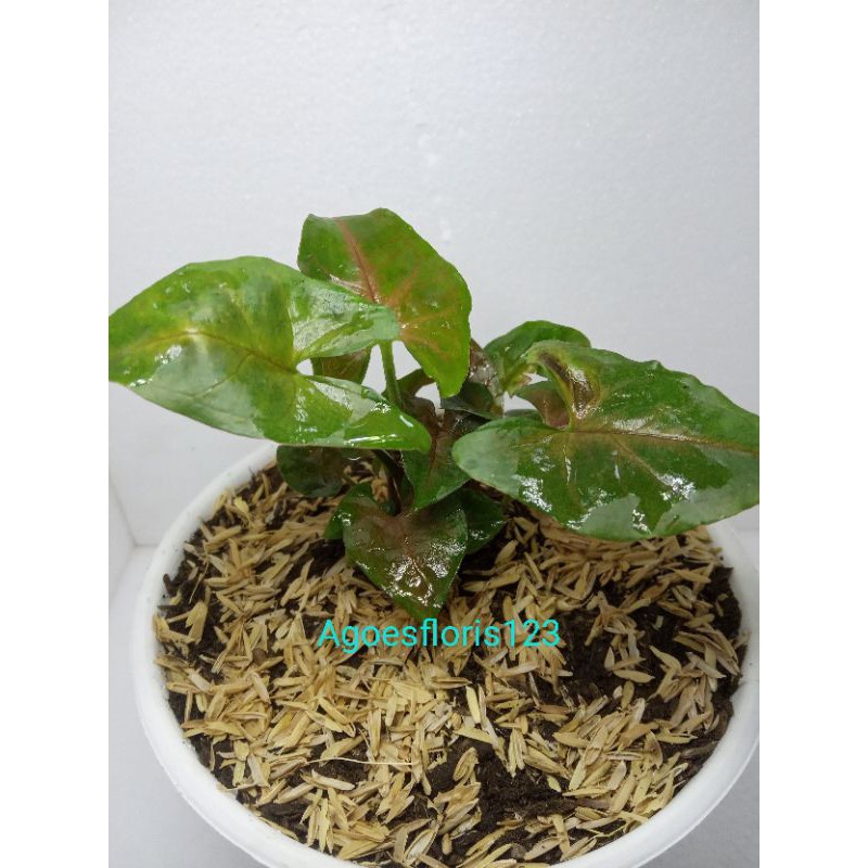 

synghonium phodophillum