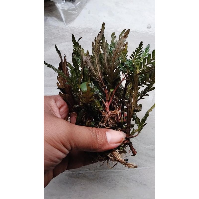 

hygrophilla finnatifida daun darat