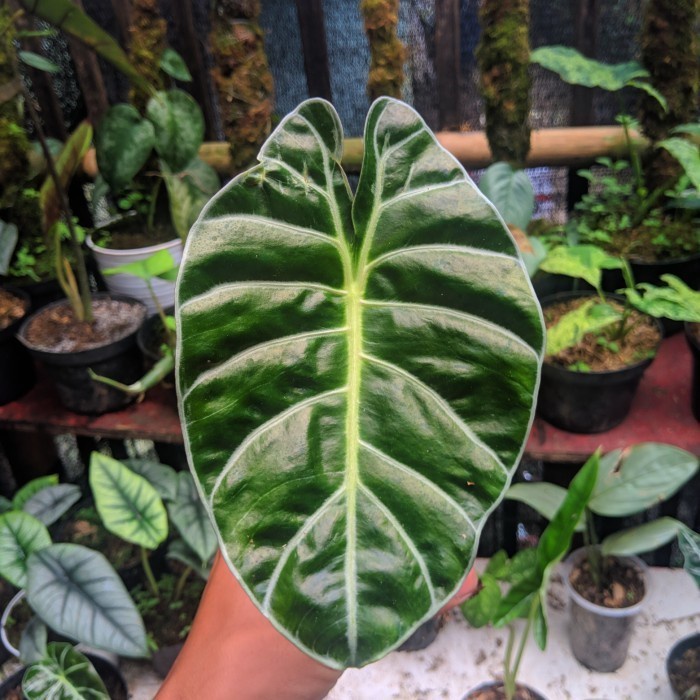 bonggol alocasia watsoniana