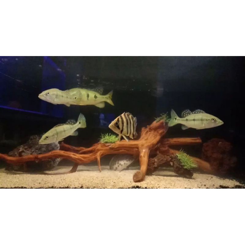 datz borneo (datznoid) 4bar 14-15cm lingkar tembus perut cerah