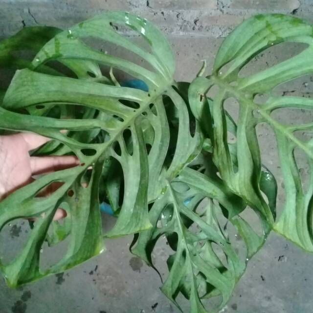 Monstera Esqueleto Shopee Indonesia