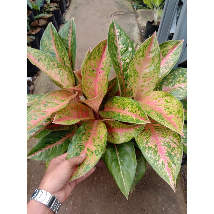 tanaman hias bunga aglonema big roy / lulaiwan dewasa cantik murah