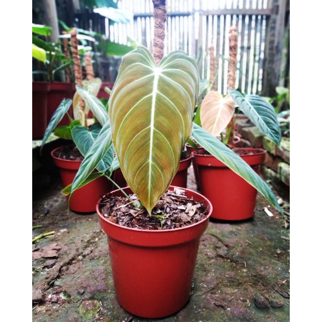 Philodendron Melanocrysum Narrow | Melano | Tanaman Hias