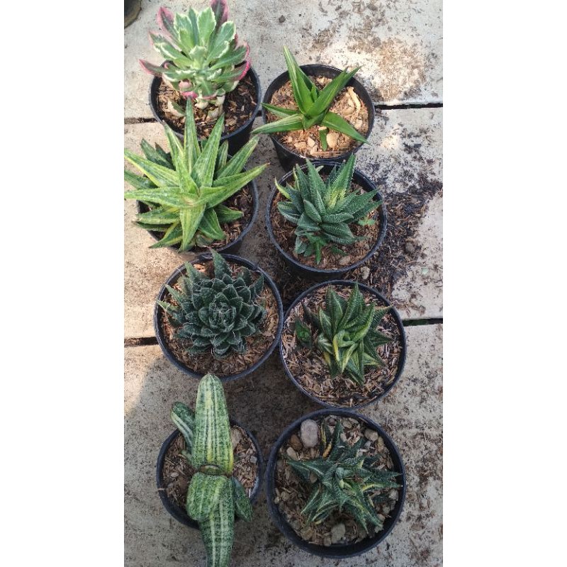 

mix 8 bunga