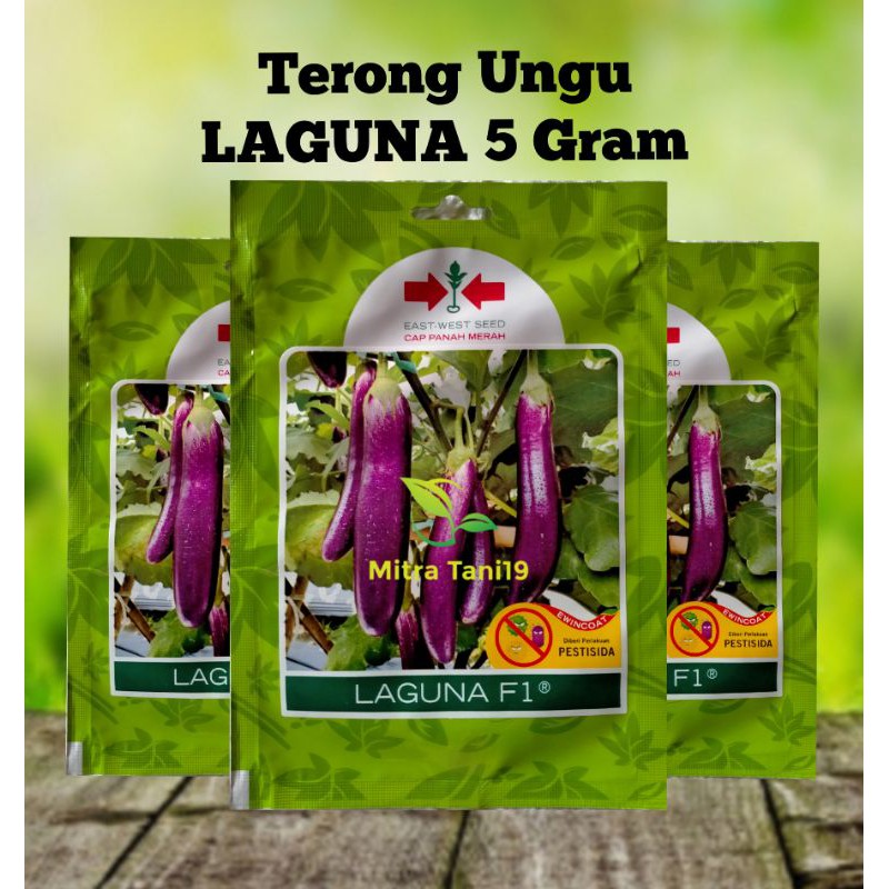 CAP PANAH MERAH BIBIT BENIH TANAMAN TERONG UNGU LAGUNA 5 GRAM