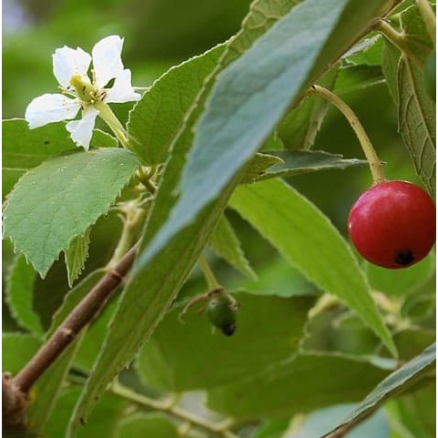 Bunga Jadi.. Bibit Tanaman Kersen/Daun Ceri - bukan benih, harga termurah.