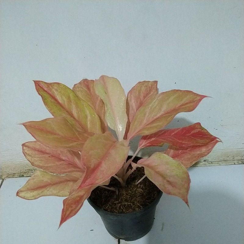 Aglonema Bidadari merah