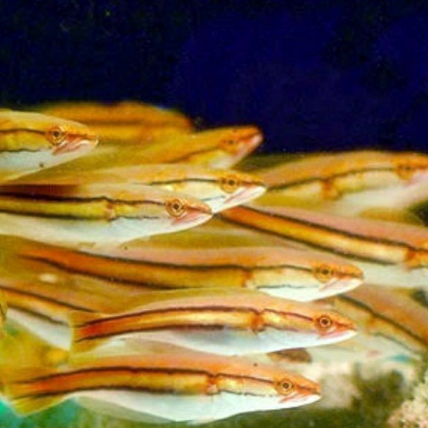 Ikan toman 20-25 cm tomang , channa micropeltes , ikan gabus hias kalimantan