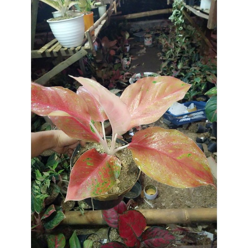 Aglaonema Striptis mutasi