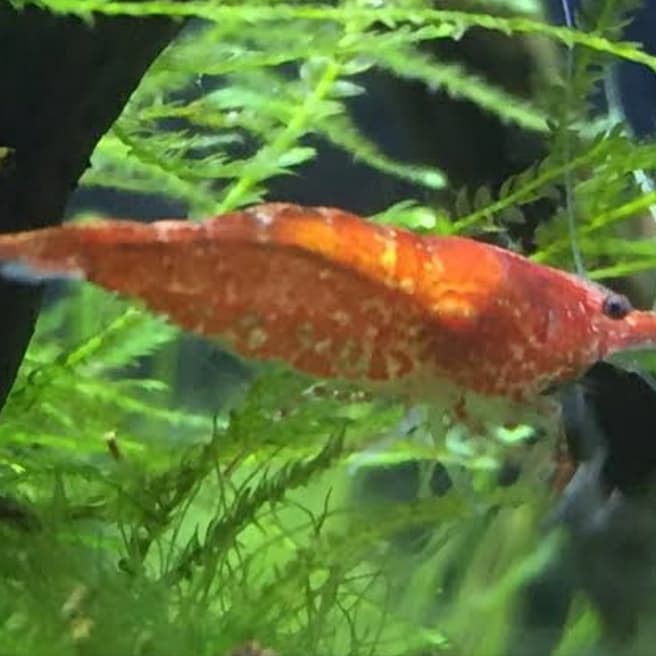 UDANG HIAS RED CHERRY | RCS | UDANG HIAS AQUASCAPE