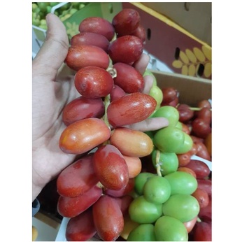 

1 Kg Kurma Muda Merah & Hijau|Ruthob Promil Segar bukan Frozen