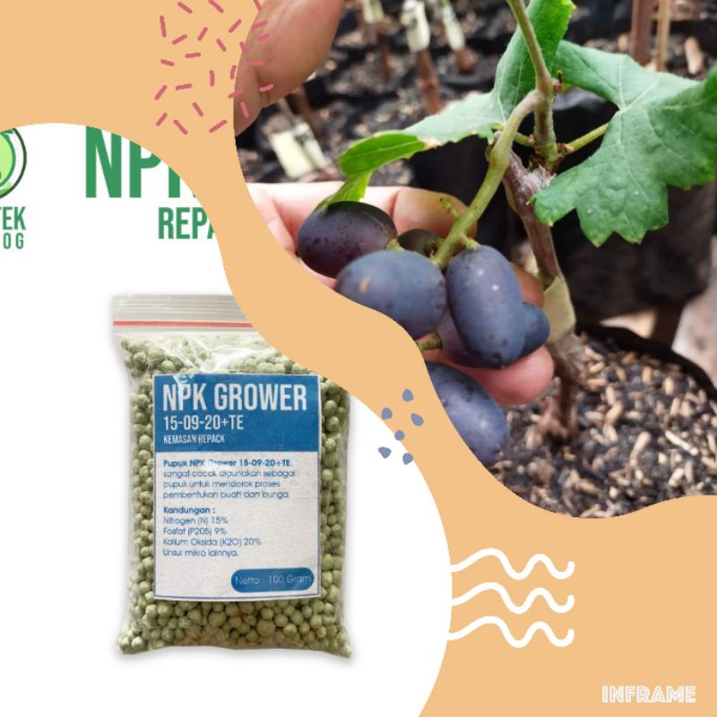 pupuk perangsang buah anggur