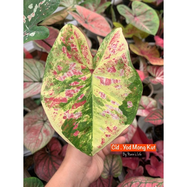 Caladium yod mong kut - keladi climate cycle - caladium thailand keladi ymk