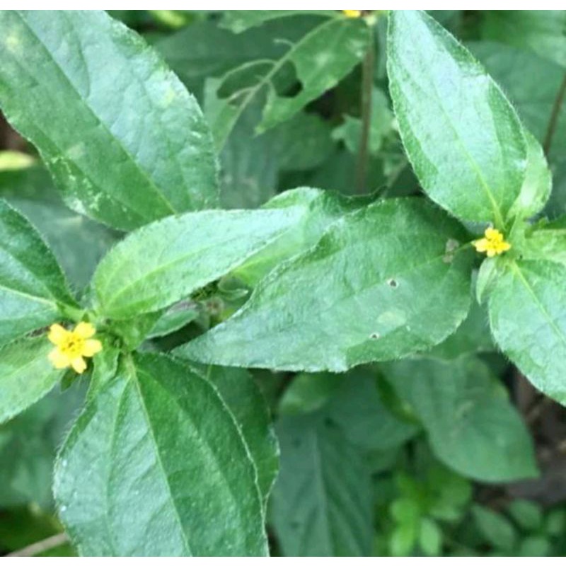 

Herbal daun legetan 1 kg segar baru petik