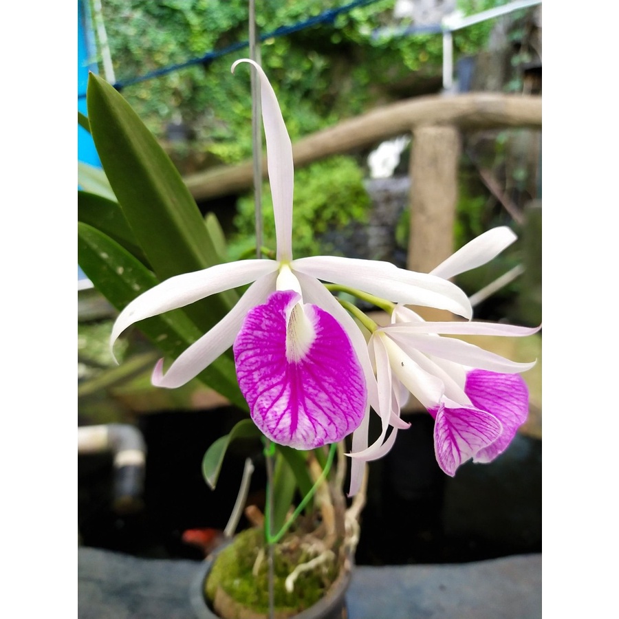 Brassocattleya Morning Glory DEWASA