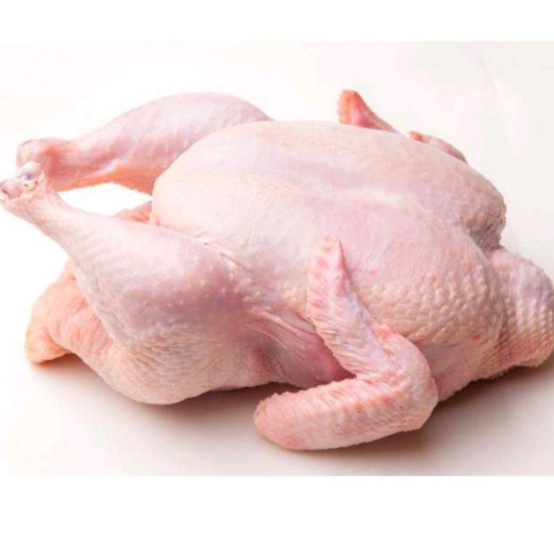 

Ayam Potong Segar Utuh Ukuran Kecil Per 1 Ekor