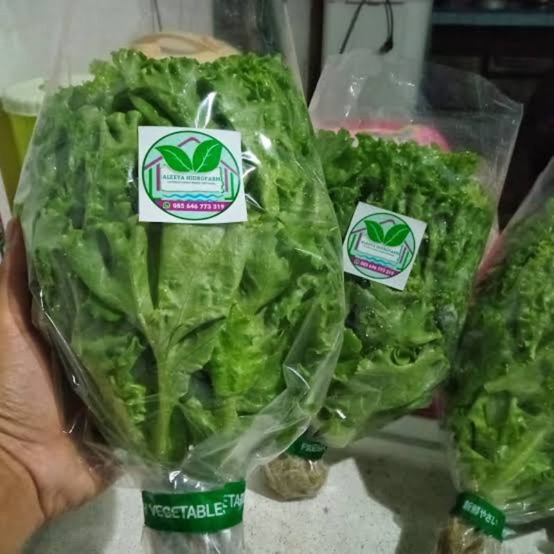 Plastik packing hasil panen sayur hidroponik