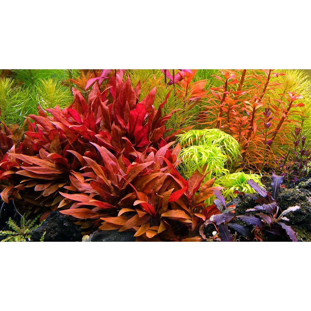 Paket Tanaman Aquascape full colour ( tanaman aquascape )