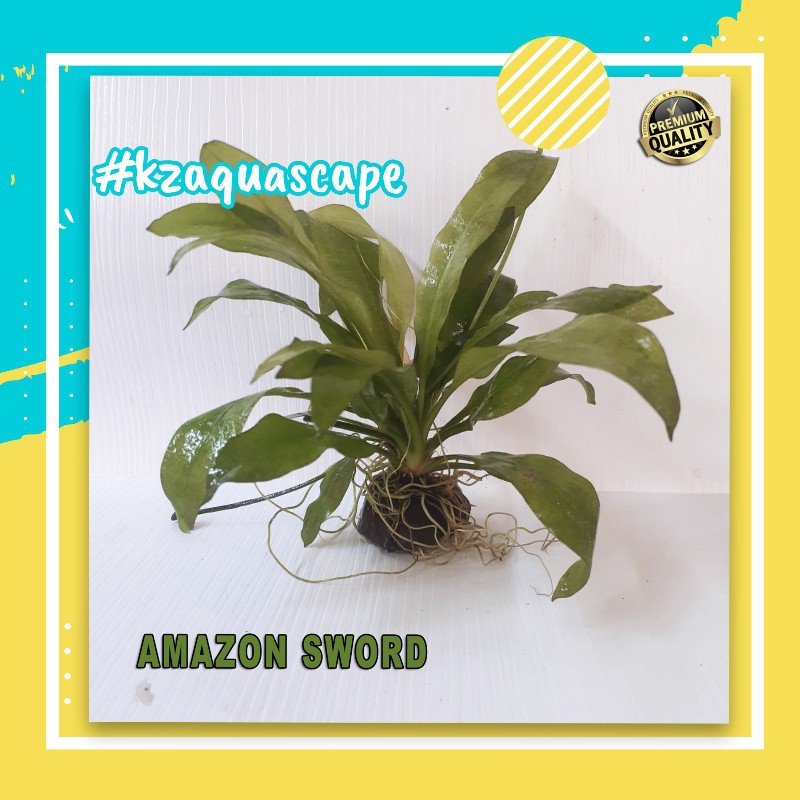 AMAZON SWORD TANAMAN AQUASCAPE TANAMAN HIAS AQUARIUM TANAMAN HIDUP AQUARIUM PER BUNDEL