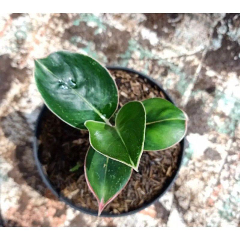 jual Tanaman Hias Aglonema lipstik flamingo
