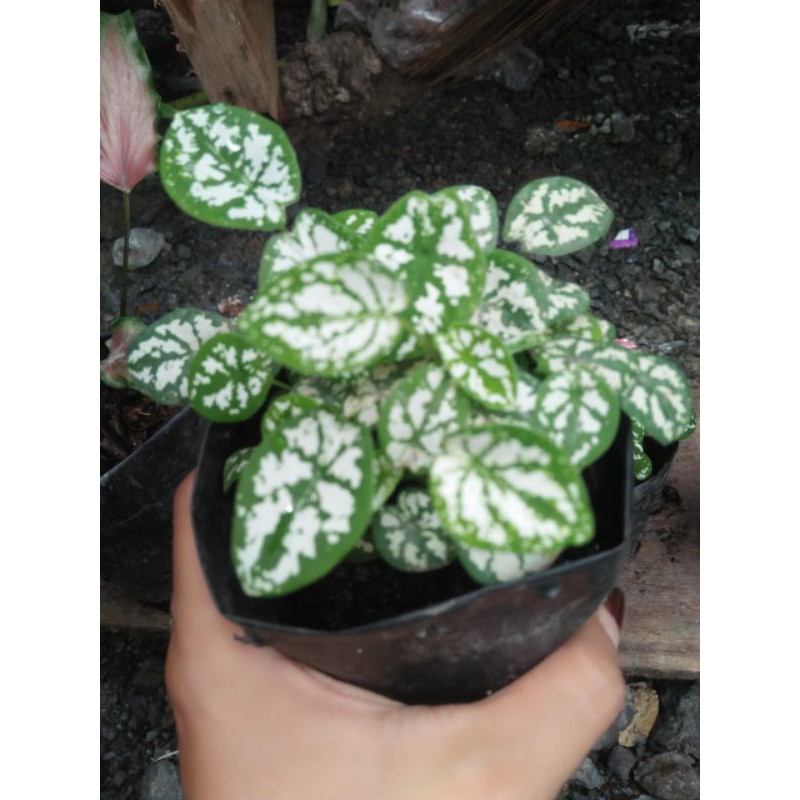 Keladi Liliput Mini
