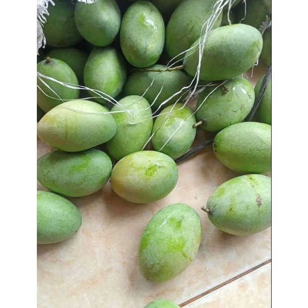 

mangga muda 1 kg