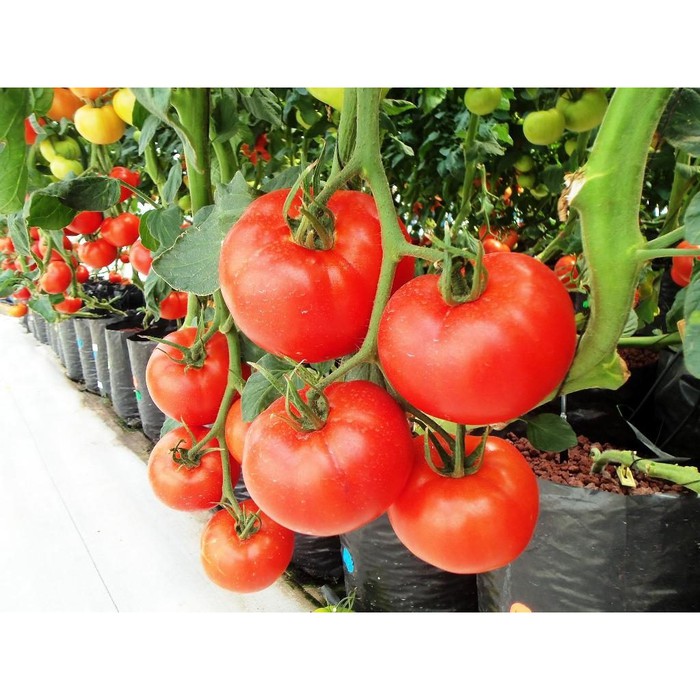 Bibit / benih tomat bibit sayuran ekonomis