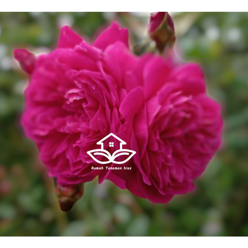Bibit Mawar Kampung Pink Fanta (Super Wangi)