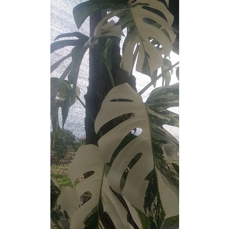Monstera Variegata Indukan (Real Pic)